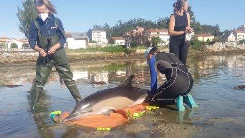 A principios de mes vararon vivos dos delfines en A Toxa, y personal del Cemma se movilizó para rescatarlos