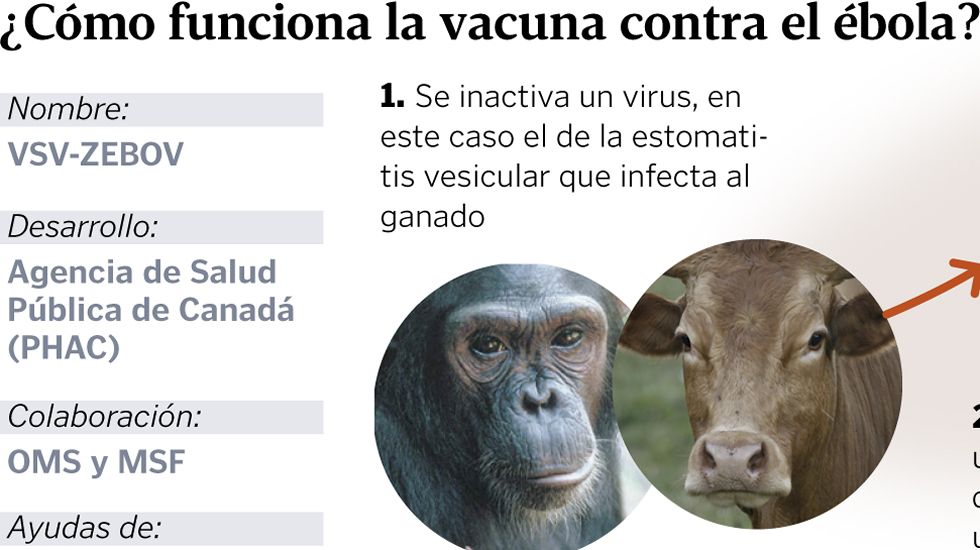 �C�mo funciona la vacuna contra el �bola?