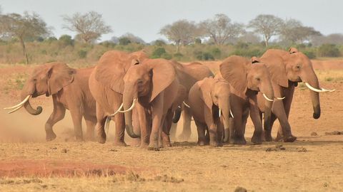 Varios elefantes en un parque de Kenia. 