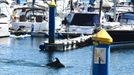 Arroaces en el puerto deportivo de Sanxenxo durante la espera del rey emrito
