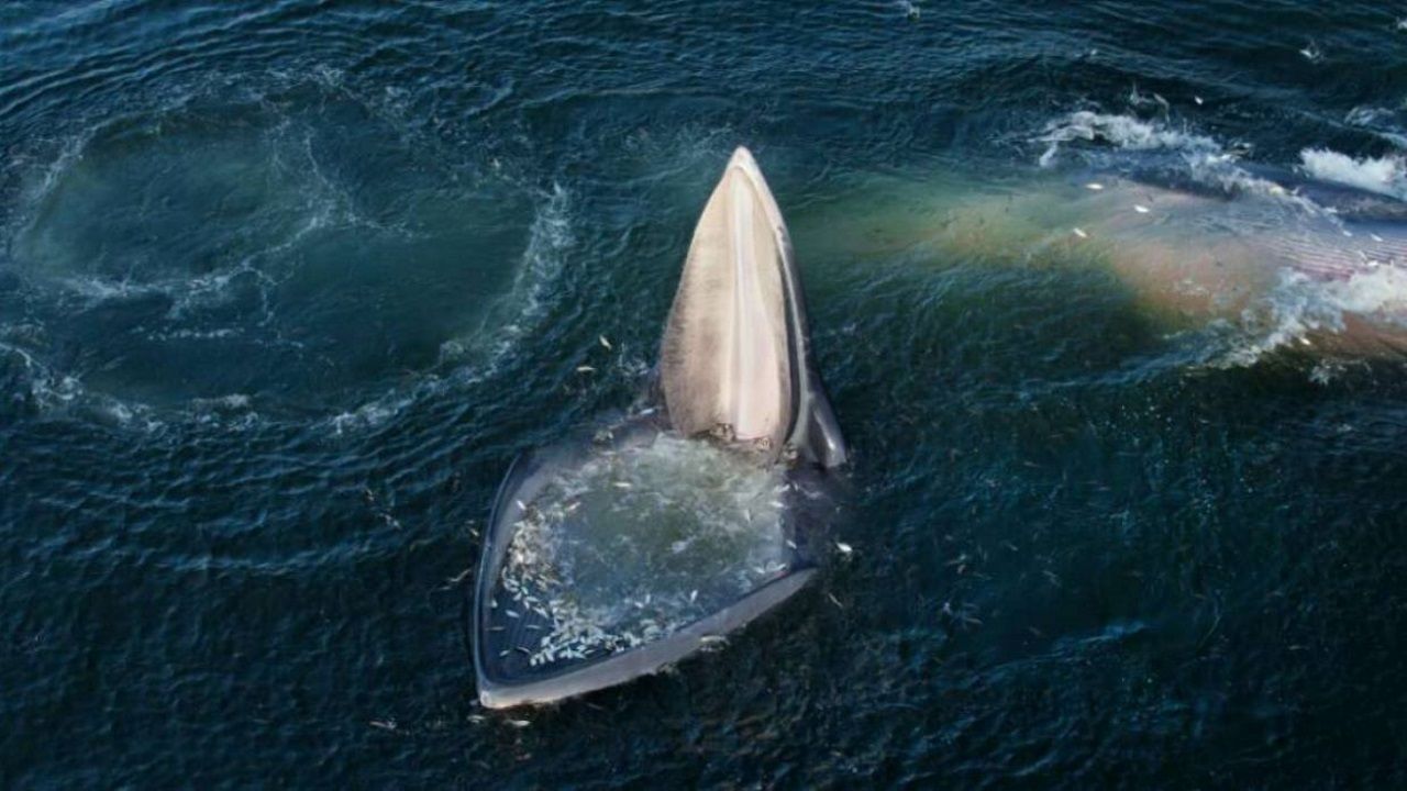 Una de las ballenas de Edén abriendo la boca con cientos de peces que saltaron dentro presa del pánico
