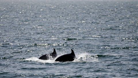 Biodiversidad concede fondos para compatibilizar la pesca con la conservacin de los delfines, como estos que nadan en el litoral gallego, en una imagen de archivo