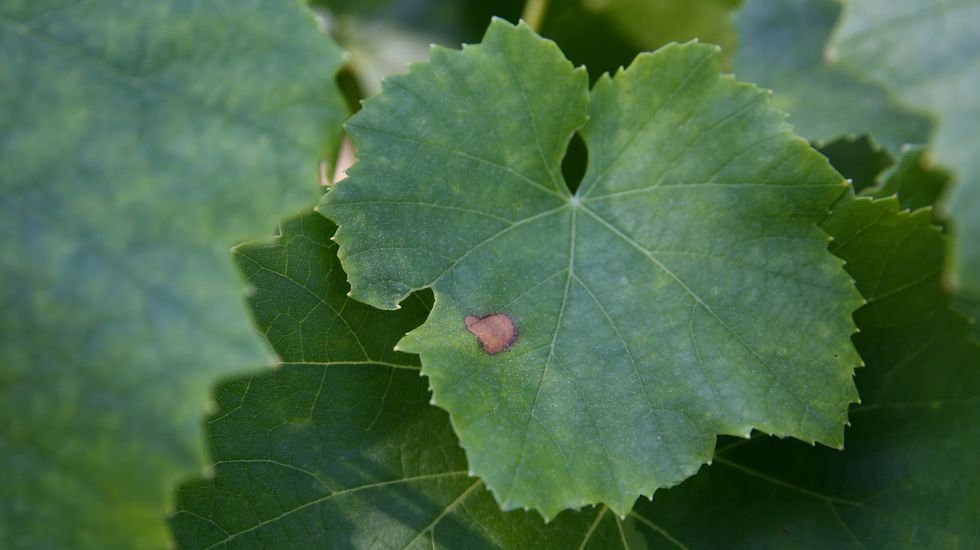 �Si uno tiene 30 Grand Slam, pero ning�n amigo, va a tener un futuro infeliz�.Vi�edo con black rot