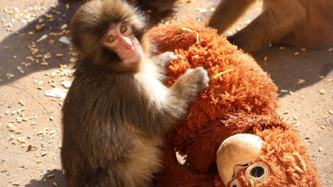 El mono Punch, en el zool�gico de Ichikawa