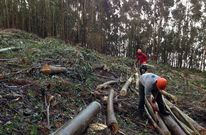 Trabajos de tala y saca en un monte dedicado a la produccin de eucaliptos. 