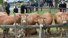 A la feria anual de ganado vacuno de Láncara suelen acudir centenares de reses