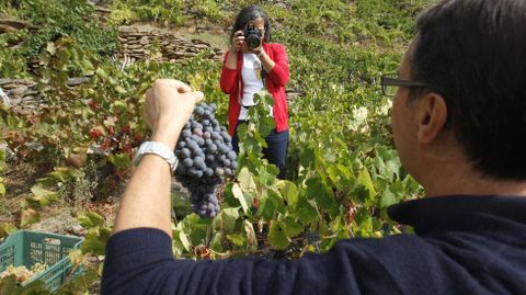 Participantes en una ruta del Viñobús vendimian en una viña de Vilachá de Salvadur