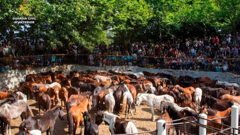 Desarticulada una red que robó más de 70 caballos en la sierra de Barbanza