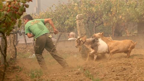 Un vecino trata de poner a salvo sus animales en la zona de Zamáns, en Vigo