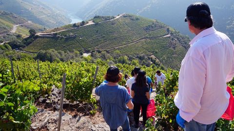 Tras vendimiar y seleccionar la uva, los participantes tendrn oportunidad de probar el vino que ellos mismos hicieron