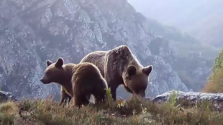 El Secreto De La Montaña De Los Osos El secreto de un éxito: cómo el oso pardo ha pasado de la extinción a la expansión