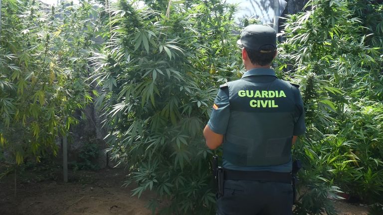 La Guardia Civil descubre cinco plantaciones de marihuana en O Condado en apenas tres semanas