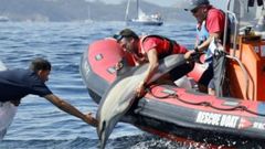 Participantes en una regata en Baiona liberaron en verano a un delfín que se había quedado atrapado en unas redes