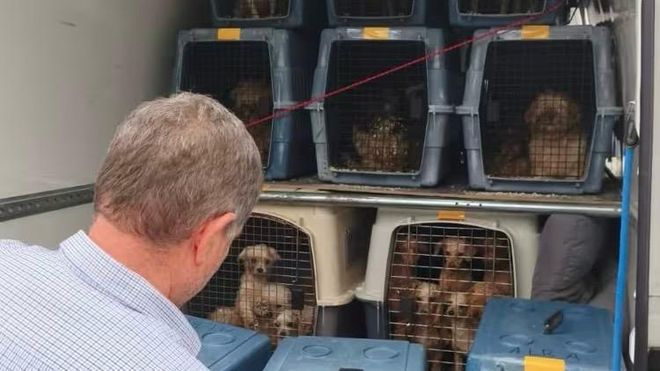 CriaderoCanino.Animales rescatados del criadero canino de Gij�n