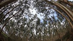 Plantacin de eucaliptos