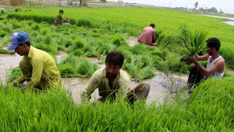 varios trabajadores recogen arroz en un campo de Pakistn en una imagen de archivo