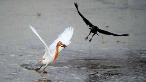 Una grulla pesca una rana en un lago de India mientras un cuervo intenta arrebatrsela. 