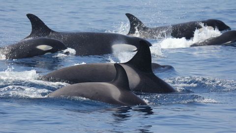 Las orcas que han interactuado con los veleros pertenecen a la población de orcas del Estrecho (en la imagen de archivo)