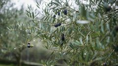 La xylella fastidiosa diezm muchos olivares a lo largo de Europa 