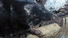El desmn, un pequeo mamfero acutico exclusivo de la Pennsula y del sur de Francia. figura como parte integrante de la fauna del Cabe