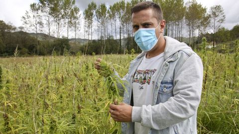 Borja Gómez, gerente de Harvergreen, en una de las plantaciones de Cannabis sativa