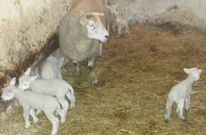 La oveja junto a sus seis cras, que nacieron todas vivas la pasada semana, en un establo agolense.