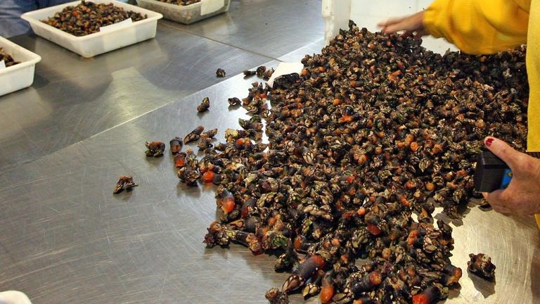 El percebe es uno de los mariscos con mejor fama en la ría de Pontevedra