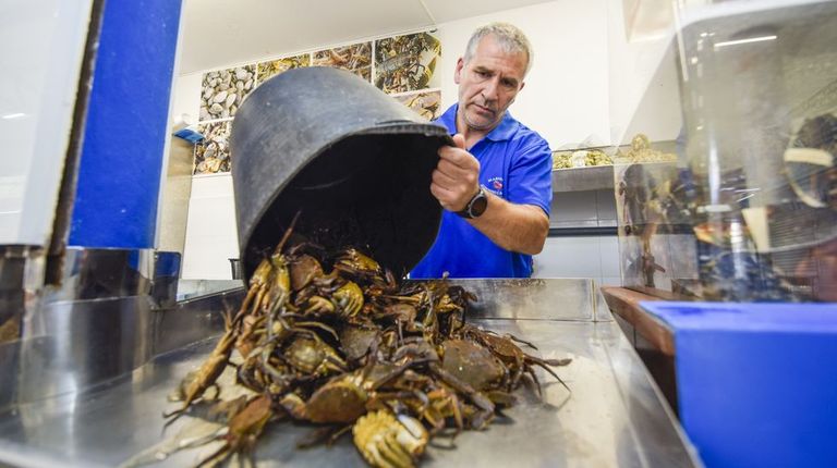 El pulpo y la nécora gallegos ya se venden en las plazas: «Destacan por su sabor»