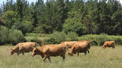 El ganado vacuno de carne está muy presente en diversas comarcas de Lugo y de Ourense. 