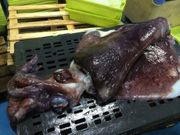 Un choup�n de 43 kilos, en la lonja de A Coru�a