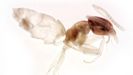 Ejemplar de Tapinoma Melanocephalum, también conocida como hormiga fantasma