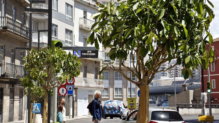Lepanto empieza a brotar entre el asfalto vigués con la plantación de magnolios