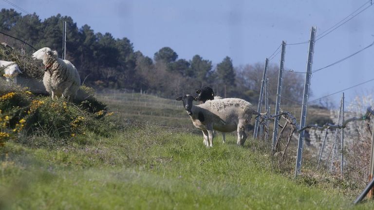 Fin de campaña para las ovejas que limpian de hierbas los viñedos de Rectoral de Amandi