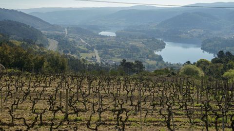 Vista de viñedos en Ourense.