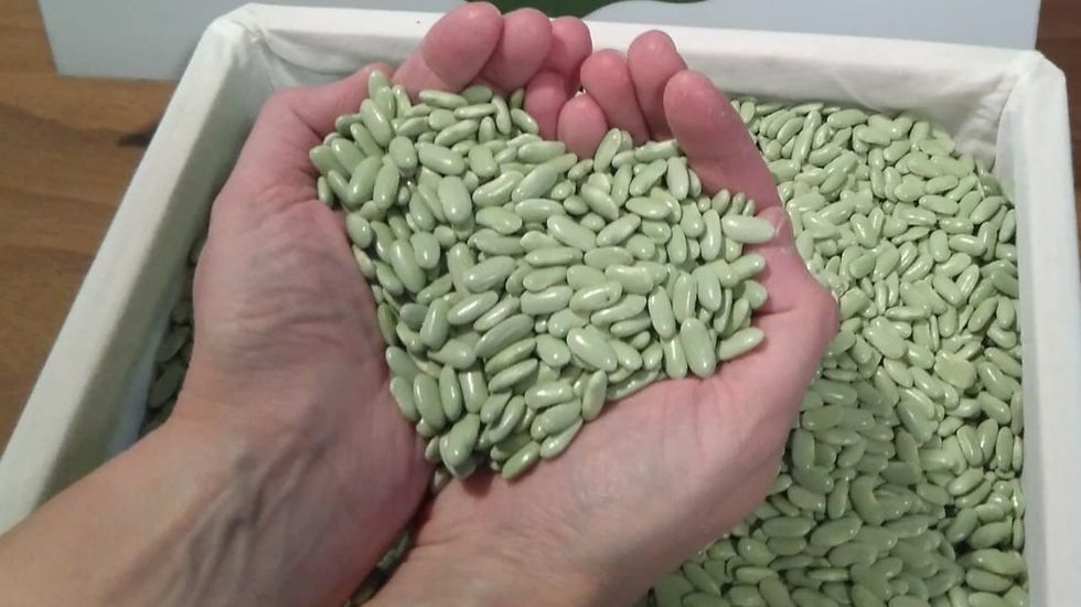 Cine en Barbanza.Fabas verdinas. Estar&aacute;n presentes en los pinchos de hoy en el mercado carball&eacute;s 