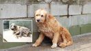 Truco, el perro abandonado en Ourense que busca dueño en A Coruña tras su recuperación.