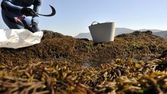Extraccin de algas en la costa de Ortigueira, en una fotografa de archivo