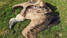 Uno de los buitres que apareció muerto en Asturias