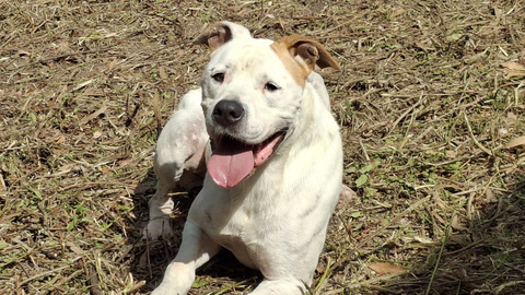 Uno de los animales en adopcin del Centro de Proteccin Animal de Gijn