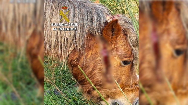 Investigado un vigués por tener una yegua con una cadena metálica que se enterraba en la carne del animal