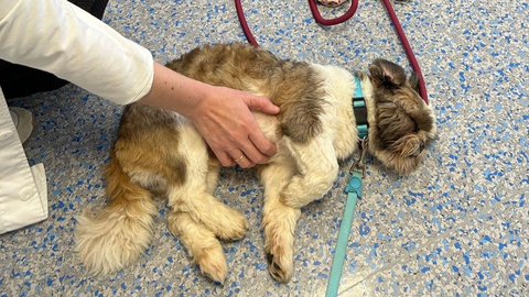 Un perro del programa de terapia con animales de la Fundaci�n Mar�a Jos� Jove y el Inibic