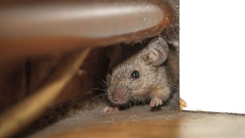 Imagen de archivo de un ratn colndose entre los tubos de una instalacin