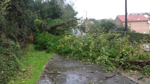El temporal ha dejado en Galicia un reguero de árboles caídos
