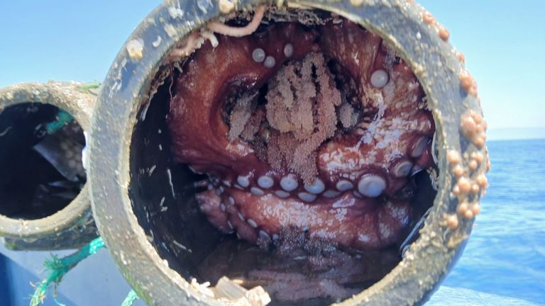 A la caza de furtivos del pulpo entre Vigo y A Guarda durante la veda: miles de cacharros, pero solo dos identificados