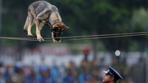 Entrenamientos para ser perro polica
