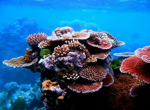 La barrera de coral se extiende a lo largo de 3.000 kilmetros.