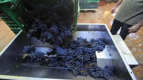 La vendimia se generalizará cuando las grandes bodegas autoricen la entrada de uva tinta