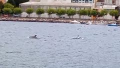 Un grupo de delfines entra en la ra de Viveiro