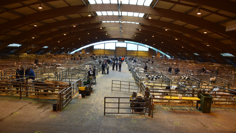 El Mercado Nacional de Ganados de Pola de Siero retoma su actividad comercial
