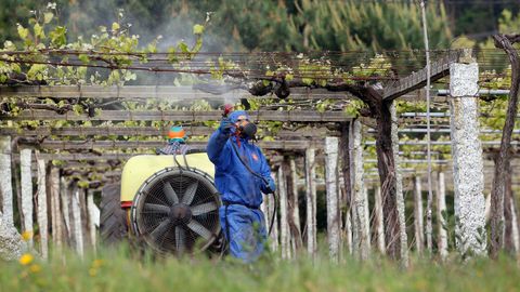 Un hombre sulfata una via en la zona de Arousa. El sector del vino es uno de los ms perjudicados por el cierre de la hostelera